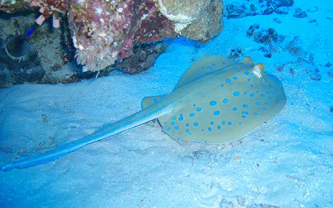 Advanced Adventure Diver